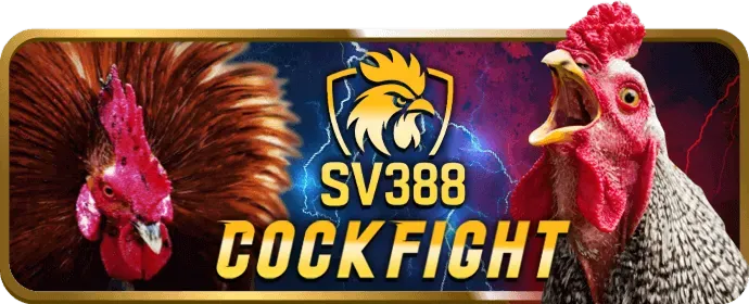 Đá gà Thomo tại KU3936